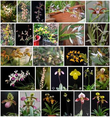 Allometry Between Vegetative and Reproductive Traits in Orchids